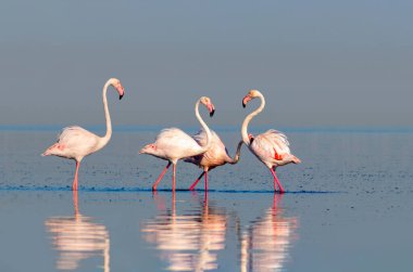 Vahşi Afrika kuşları. Pembe afrikalı flamingo kuşları güneşli bir günde mavi gölde dolaşıyorlar.