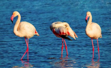 Vahşi Afrika kuşları. Pembe afrikalı flamingo kuşları gölde dolaşıp yiyecek arıyorlar.