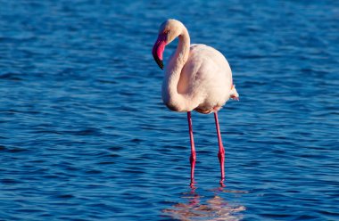 Mavi tuz gölünde yürüyen afrika beyaz flamingosu. Namibya kuşu