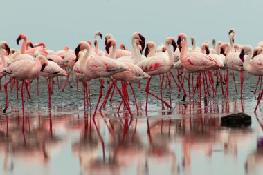 Vahşi Afrika kuşları. Pembe Afrikalı flamingoların grup kuşları mavi gölde dolaşıyorlar. 
