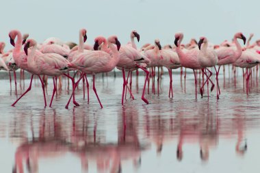 Vahşi Afrika kuşları. Pembe Afrikalı flamingoların grup kuşları mavi gölde dolaşıyorlar. 