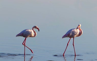 Pembe Afrika flamingo iki kuş lagün etrafında yürüyüş ve yiyecek arıyor