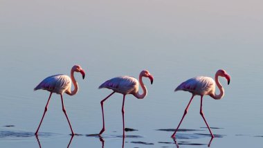 Vahşi Afrika kuşları. Pembe afrikalı flamingo kuşları gölde dolaşıp yiyecek arıyorlar.