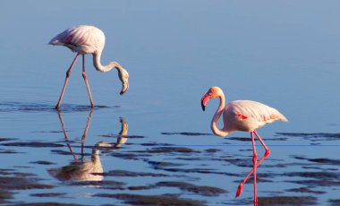 Pembe Afrika flamingo iki kuş lagün etrafında yürüyüş ve yiyecek arıyor