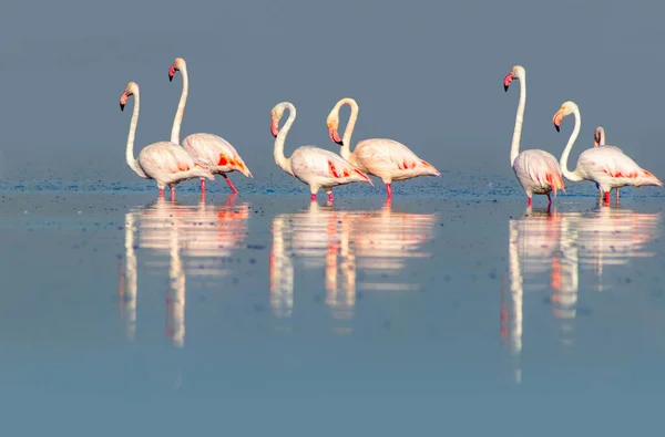 Дикие Африканские Птицы Группа Птиц Розовых Африканских Фламинго Прогуливается Голубой — стоковое фото