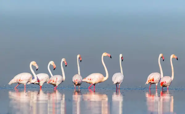 Vahşi Afrika Kuşları Pembe Afro Flamingolu Grup Kuşları Güneşli Bir — Stok fotoğraf