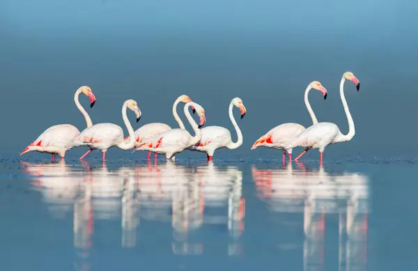 Дикие Африканские Птицы Группа Птиц Розовых Африканских Фламинго Гуляет Синей — стоковое фото