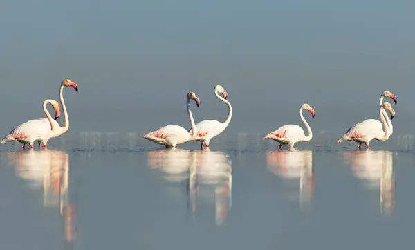 Wilde Afrikanische Vögel Eine Gruppe Rosafarbener Flamingos Spaziert Einem Sonnigen — Stockfoto