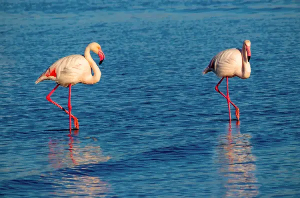 Two birds of pink african flamingo  walking around the lagoon and looking for food