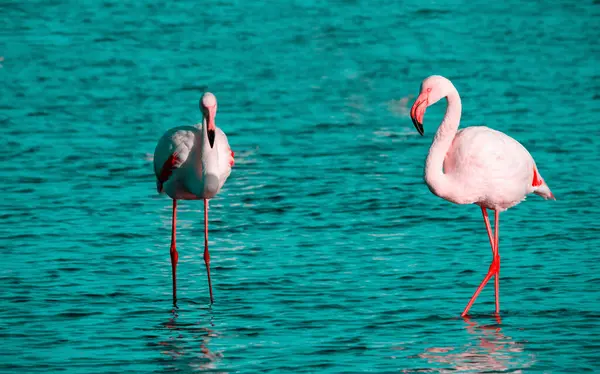 野生のアフリカの鳥ピンクのアフリカのフラミンゴの2羽の鳥がラグーンの周りを歩き 食べ物を探しています — ストック写真