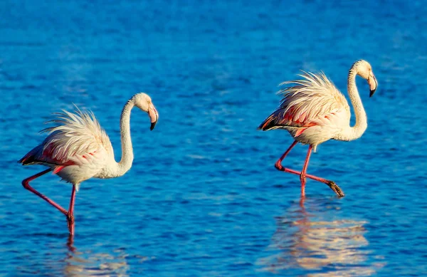 Pembe Afrika Flamingo Iki Kuş Lagün Etrafında Yürüyüş Yiyecek Arıyor — Stok fotoğraf