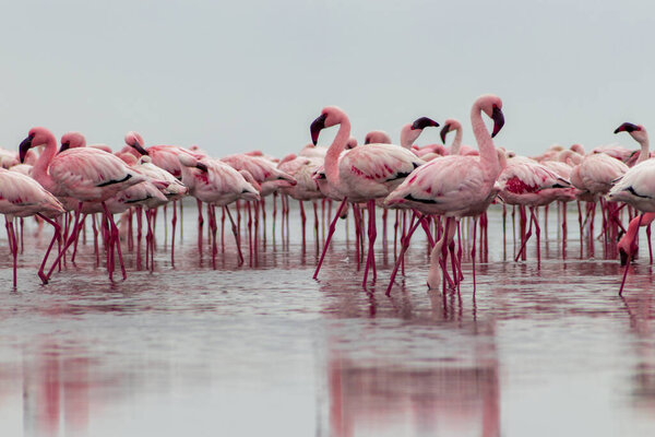 Wild african birds. Group birds of pink african flamingos  walking around the blue lagoon