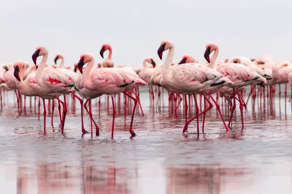 Divocí Afričtí Ptáci Skupinoví Ptáci Růžových Afrických Plameňáků Procházející Modré — Stock fotografie