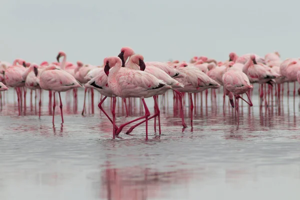 Άγρια Αφρικανικά Πουλιά Ομαδικά Πουλιά Των Ροζ Αφρικανικών Φλαμίνγκο Που — Φωτογραφία Αρχείου