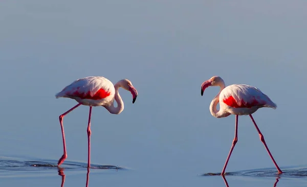 Zwei Rosafarbene Flamingos Spazieren Durch Die Lagune Und Suchen Nach — Stockfoto