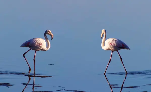 Two Birds Pink African Flamingo Walking Lagoon Looking Food — Stock Photo, Image