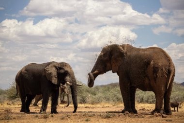 Vahşi Afrika hayvanları. Afrika Çalı Filleri güneşli bir günde çayırda.