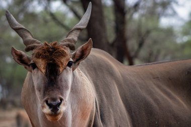 Arazi ya da Eland antilobu, Namibya 'daki Etosha ulusal parkının savanındaki boğa.