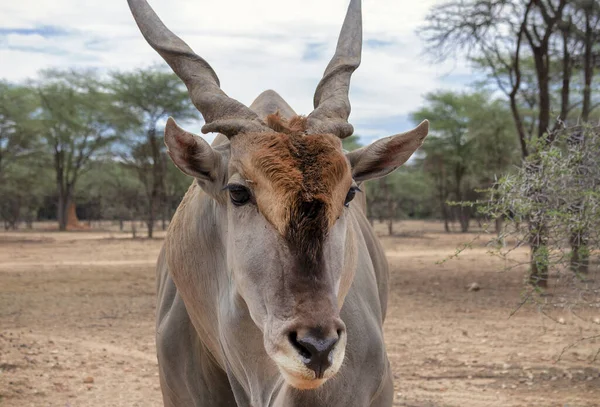 stock image Common eland or Eland antelope, bull on the savannah of the Etosha national  park, Namibia