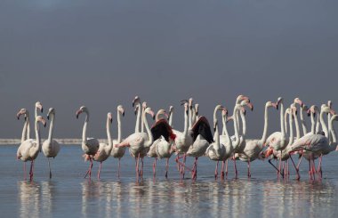 Vahşi Afrika kuşları. Pembe afrikalı flamingo kuşları güneşli bir günde mavi gölde dolaşıyorlar.