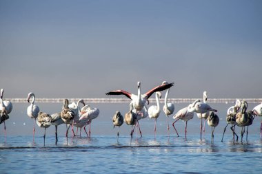 Vahşi Afrika kuşları. Pembe afrikalı flamingo kuşları güneşli bir günde mavi gölde dolaşıyorlar.
