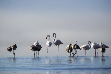 Vahşi Afrika kuşları. Pembe afrikalı flamingo kuşları güneşli bir günde mavi gölde dolaşıyorlar.