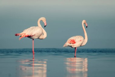 Vahşi Afrika kuşları. Büyük Afrika flamingolarının grup kuşları güneşli bir günde mavi gölde dolaşıyorlar.