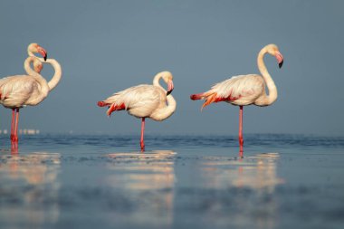 Vahşi Afrika kuşları. Büyük Afrika flamingolarının grup kuşları güneşli bir günde mavi gölde dolaşıyorlar.