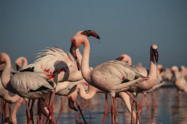Vahşi Afrika kuşları. Bir grup kızıl Afrikalı flamingo güneşli bir günde mavi gölün etrafında dolanıyor.
