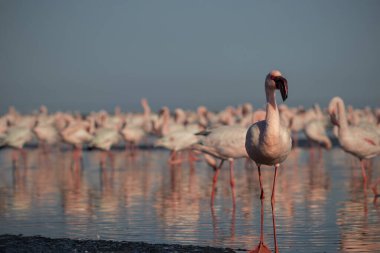 Vahşi Afrika kuşları. Bir grup kızıl Afrikalı flamingo güneşli bir günde mavi gölün etrafında dolanıyor.