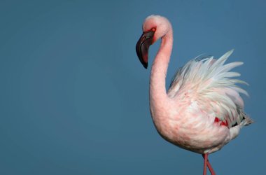 Vahşi Afrika kuşu. Pembe Afrikalı flamingo güneşli bir günde mavi gölde
