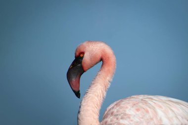 Vahşi Afrika kuşu. Pembe Afrikalı flamingo güneşli bir günde mavi gölde