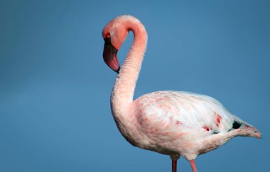 Vahşi Afrika kuşu. Pembe Afrikalı flamingo güneşli bir günde mavi gölde
