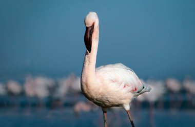 Vahşi Afrika kuşu. Pembe Afrikalı flamingo güneşli bir günde mavi gölde
