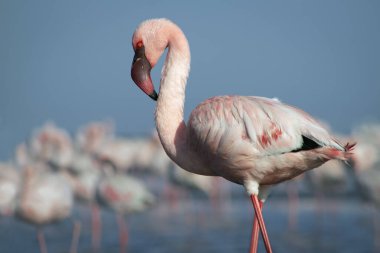 Vahşi Afrika kuşu. Pembe Afrikalı flamingo güneşli bir günde mavi gölde