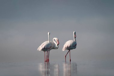 Vahşi Afrika kuşları. Bir grup Afrikalı flamingo güneşli bir günde mavi gölde dolaşıyorlar.