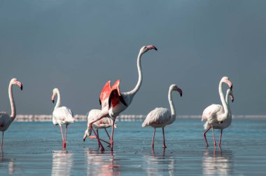 Vahşi Afrika kuşları. Bir grup Afrikalı flamingo güneşli bir günde mavi gölde dolaşıyorlar.