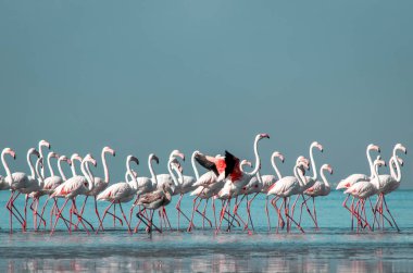 Vahşi Afrika kuşları. Bir grup Afrikalı flamingo güneşli bir günde mavi gölde dolaşıyorlar.