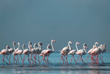 Vahşi Afrika kuşları. Bir grup Afrikalı flamingo güneşli bir günde mavi gölde dolaşıyorlar.