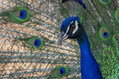 Wild african bird. Portrait of beautiful colored male peacock with tail feathers out.