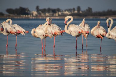 Vahşi Afrika kuşları. Büyük Afrika flamingolarının grup kuşları güneşli bir günde mavi gölde dolaşıyorlar.