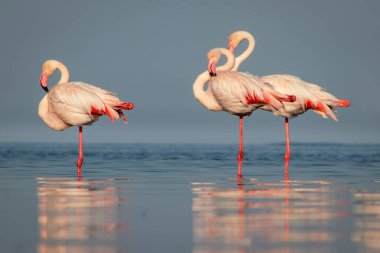 Vahşi Afrika kuşları. Büyük Afrika flamingolarının grup kuşları güneşli bir günde mavi gölde dolaşıyorlar.