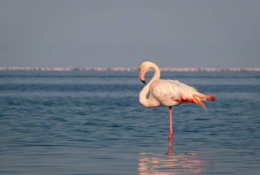 Vahşi Afrika kuşları. Daha büyük bir Afrikalı flamingo güneşli bir günde mavi gölün etrafında yürüyor