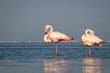 Vahşi Afrika kuşları. Daha büyük Afrikalı flamingolar güneşli bir günde mavi gölde yürüyorlar.