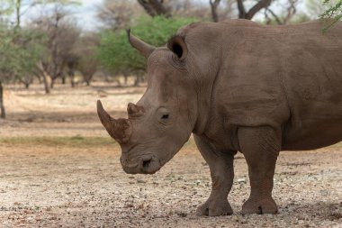 Vahşi Afrika hayvanları. Namibya 'daki Etosha Ulusal Parkı' nda otlayan erkek bir gergedanın portresi.. 