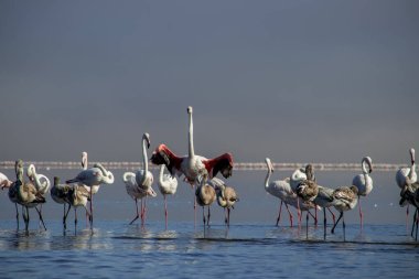 Vahşi Afrika kuşları. Pembe afrikalı flamingo kuşları güneşli bir günde mavi gölde dolaşıyorlar.