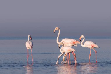 Vahşi Afrika kuşları. Pembe afrikalı flamingo kuşları güneşli bir günde mavi gölde dolaşıyorlar.