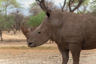 Vahşi Afrika hayvanları. Namibya 'daki Etosha Ulusal Parkı' nda otlayan erkek bir gergedanın portresi.. 