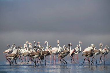 Vahşi Afrikalı hayatı. Pembe Afrikalı flamingo sürüsü güneşli bir günde mavi gölün arka planında yürüyorlar.. 
