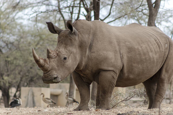 Animales Salvajes Africanos Retrato Macho Blanco Rhino Pastando Parque Nacional — Foto de Stock